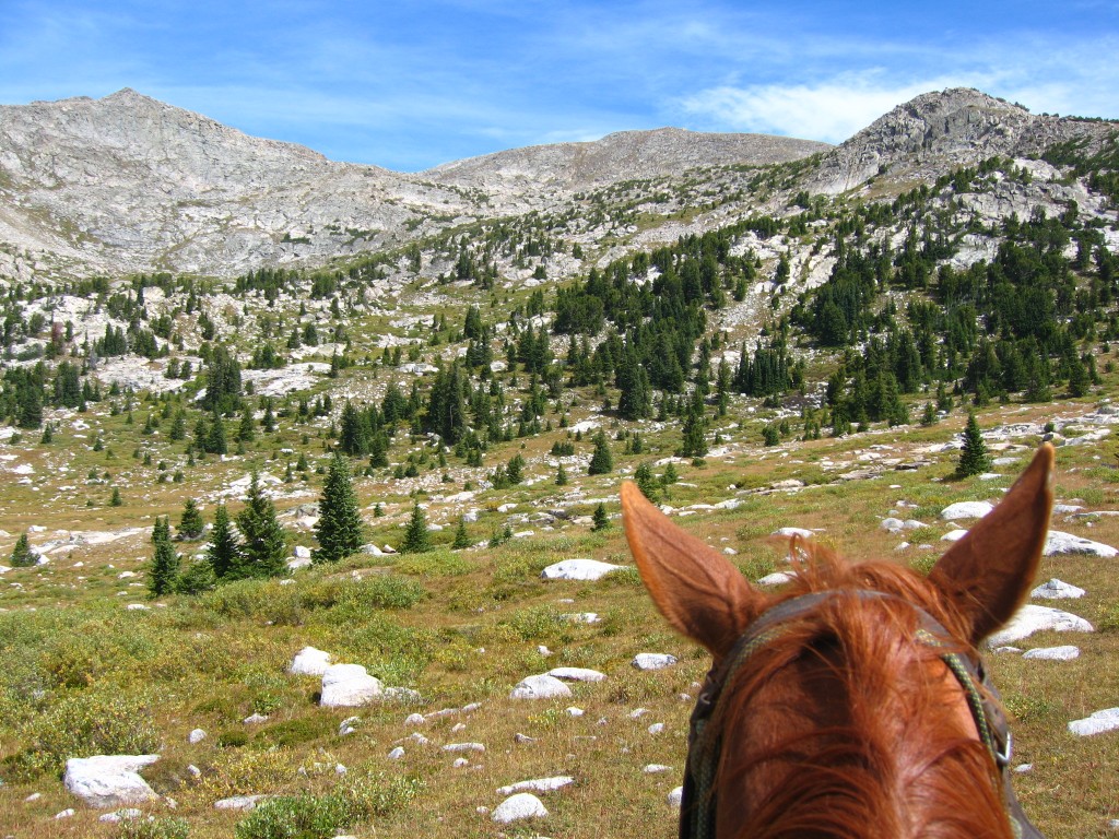 Scenery from Horse's Perspective