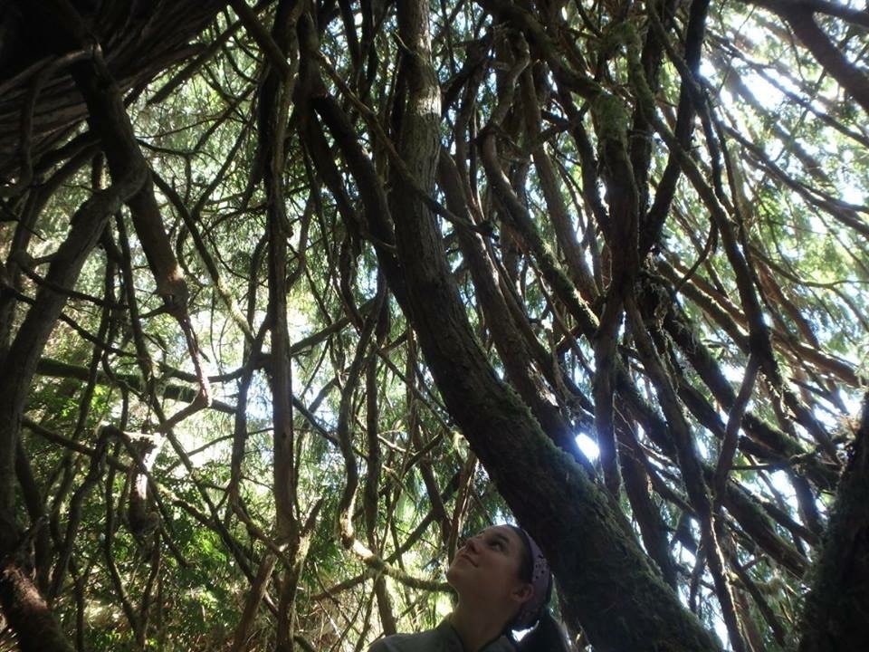 NOLS student gazes up at sun filtering through tree branches