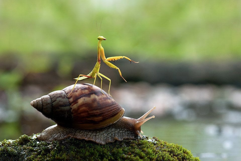 Snail and Praying Mantis