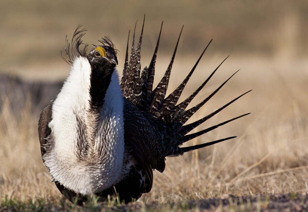 Sage grouse profile