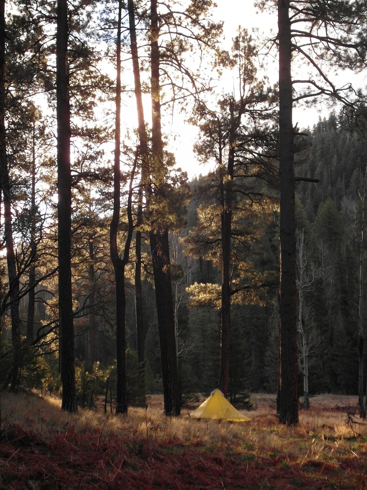 yellow tent at the base of tall trees in the Gila Wilderness at sunrise