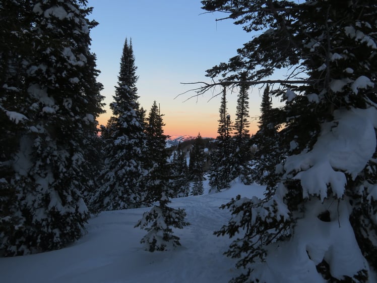 Orange glow from a sunset on a snowy mountain. There are many pine trees covered in snow.