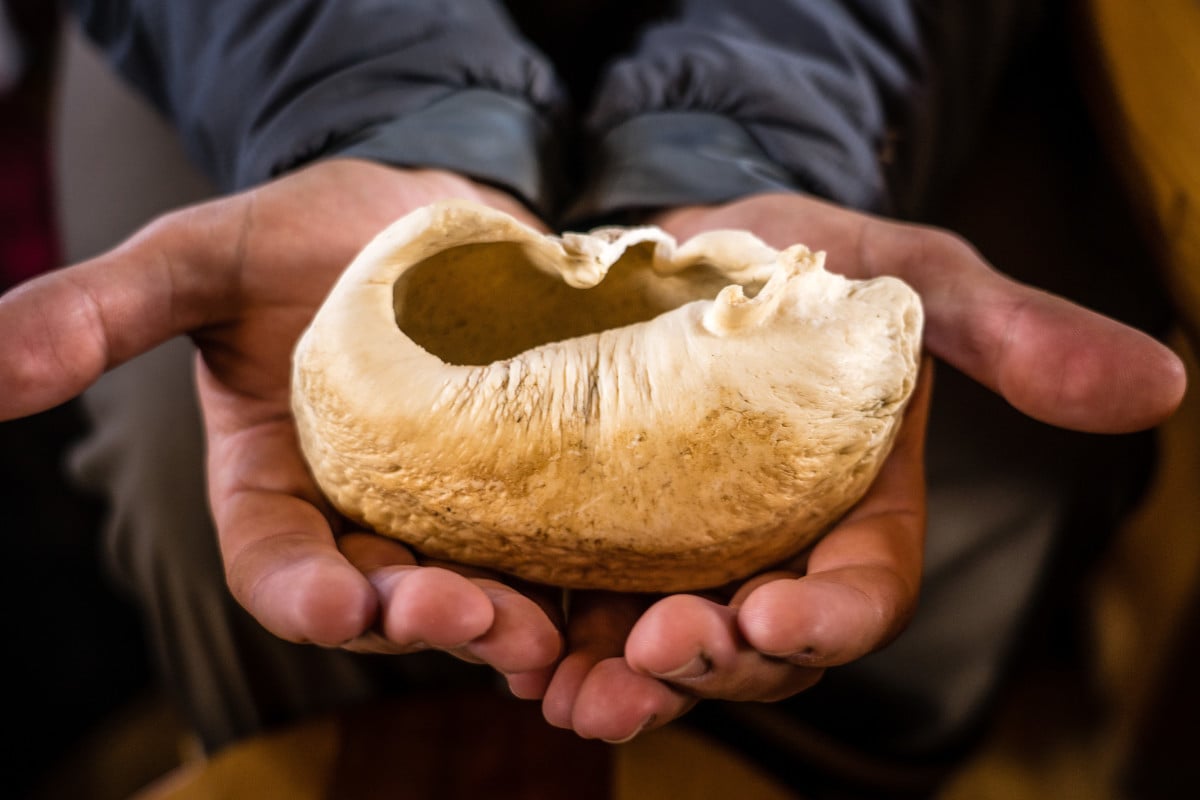 Hands holding a whale's eardrum