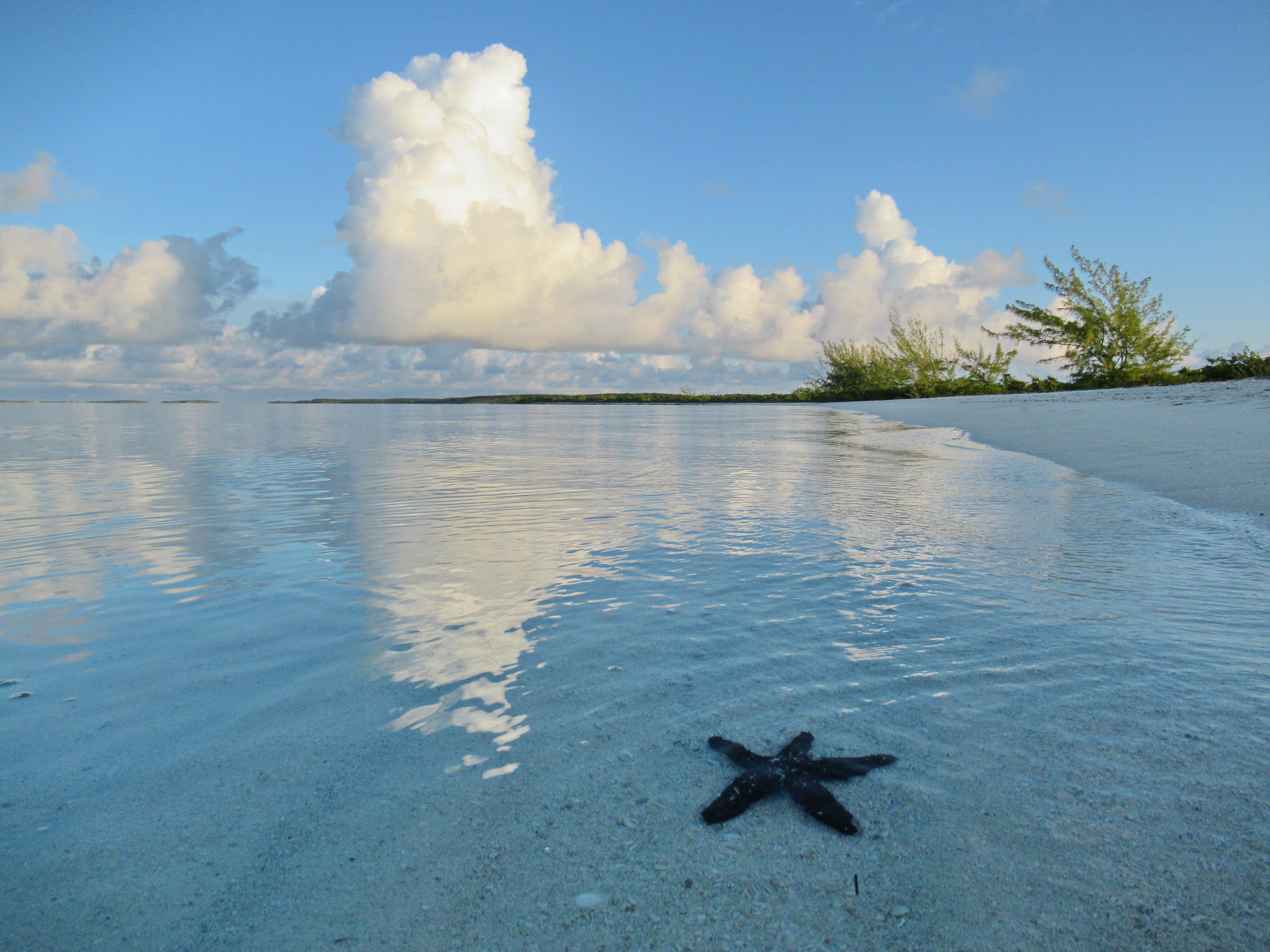 Starfish in the water at the edge of the shore.