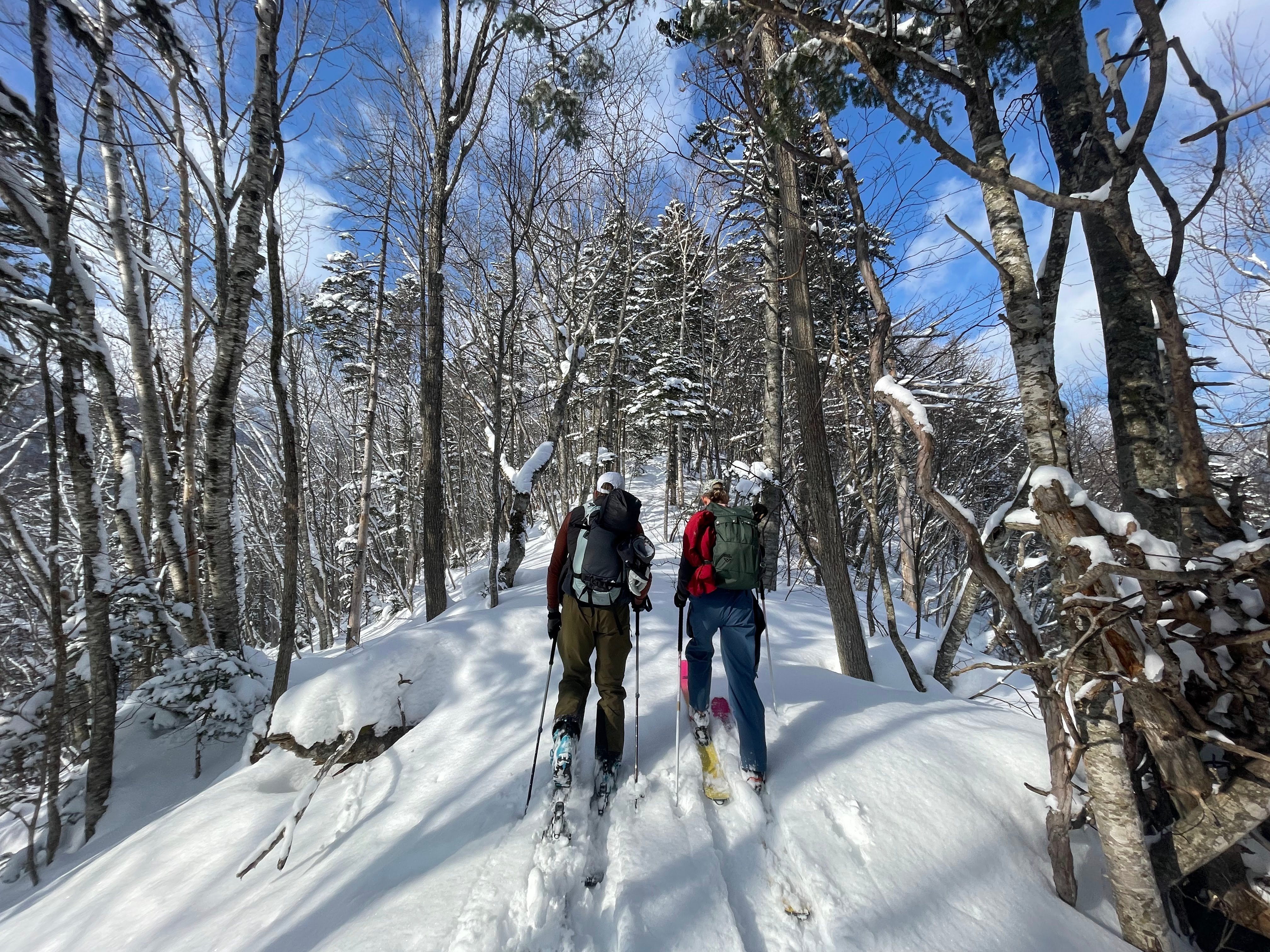 Two skiers moving up hill through the trees