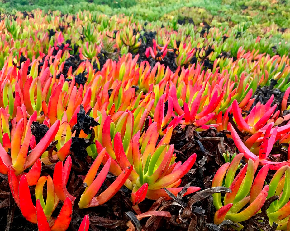 4 - colorful ice plant
