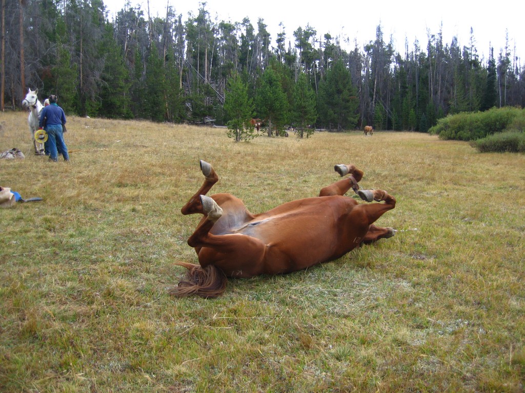 Horse Rolling in the Grass