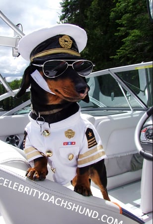 cool-captain-crusoe-the-dachshund