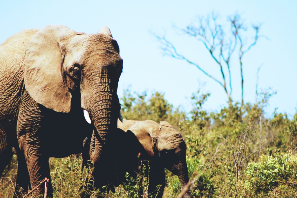 Elephant parenting