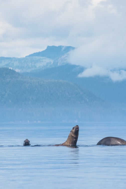 Sea lions