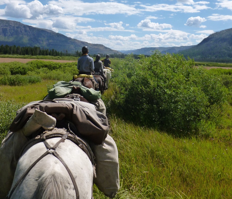 Horse pack train in a meadow