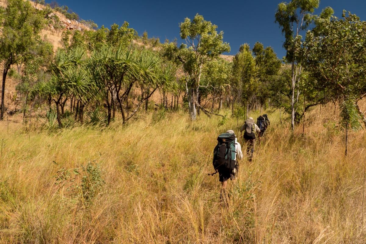 NOLS participants backpack in tall yellow grass