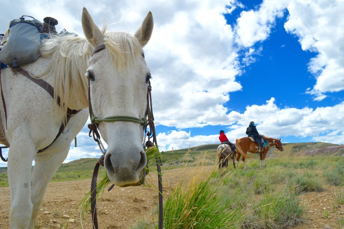 Horse looks at the camera and munches on grass