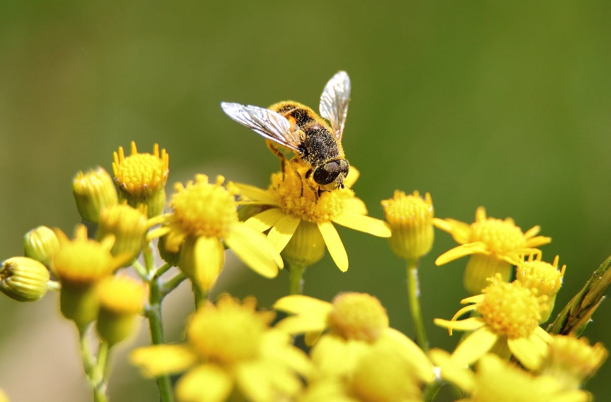 Bee-gathering_pollen_yellow-flower-macro-wikimedia