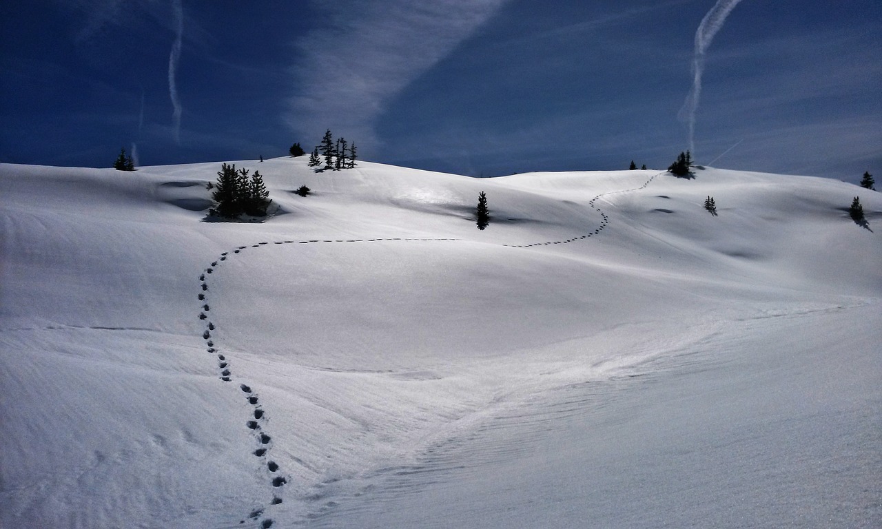 Tracks on a snowy landscape