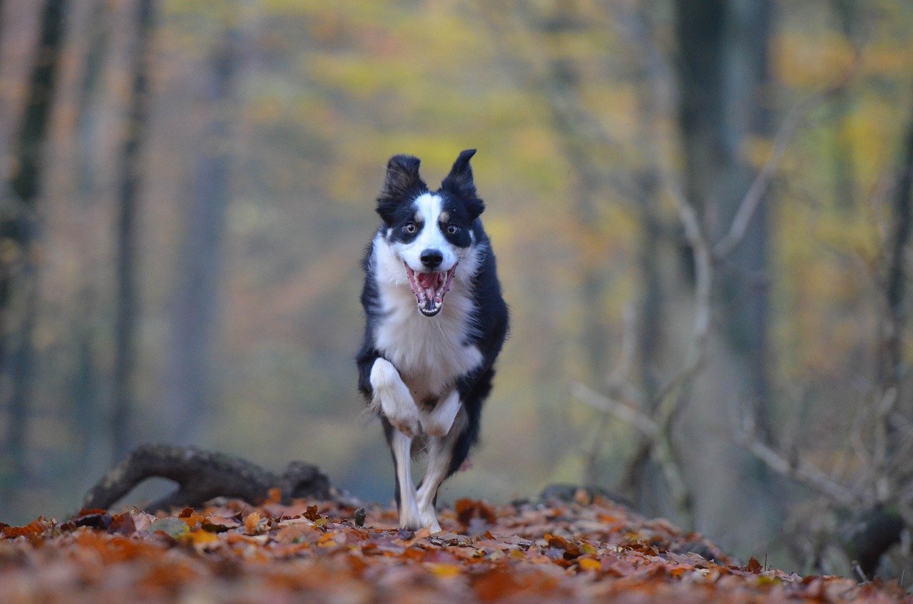 Dog running on a leafy path