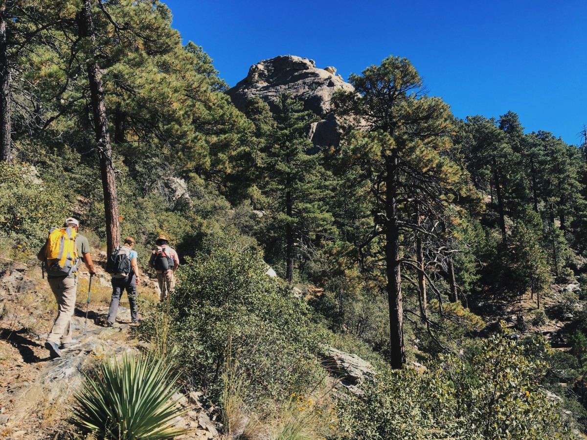 three hikers walk along a rocky trail with pines and other vegetation nearby in the Southwest
