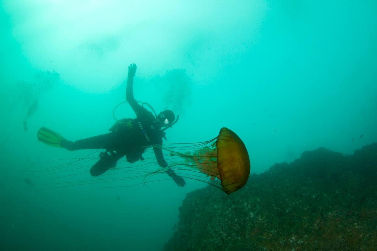 Scuba diving on a Marin Academy outing