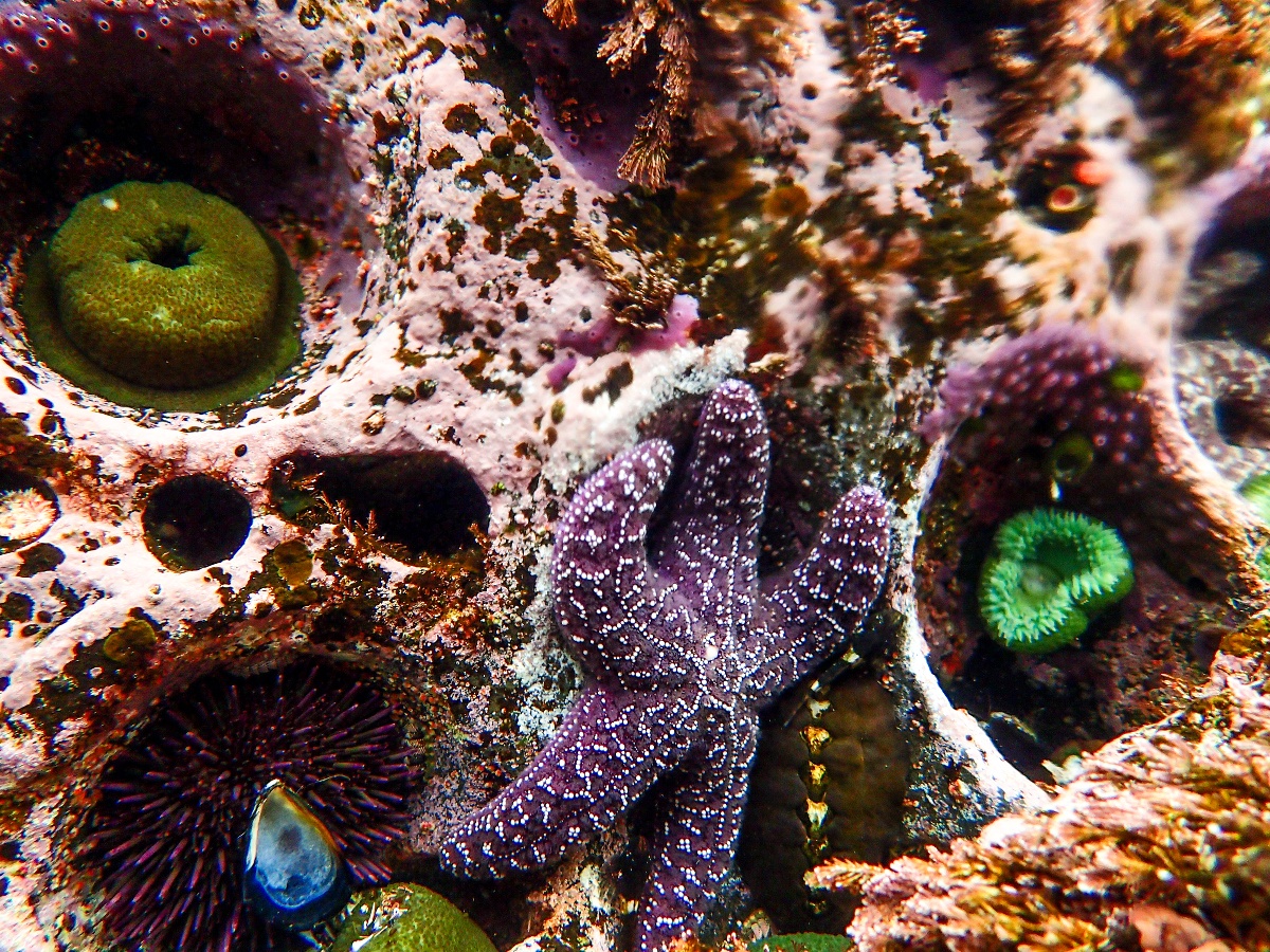 large maroon starfish in clear water with colorful underwater plants nearby