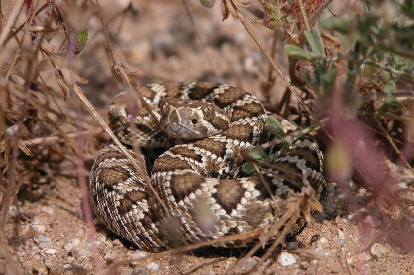 Rattlesnake curled up on the sand