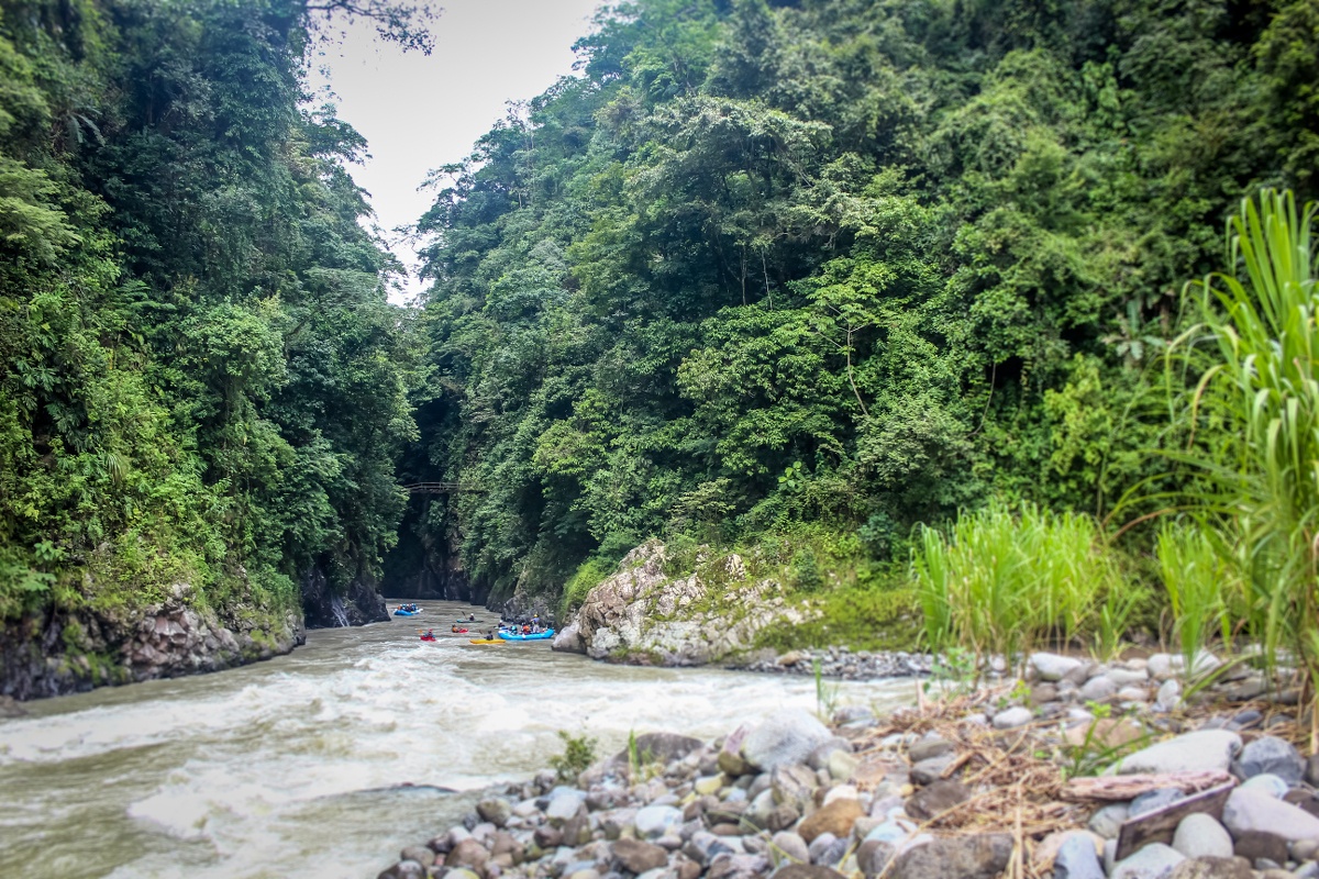 Looking down a river lined with thick trees at a group of paddlers in multiple boats