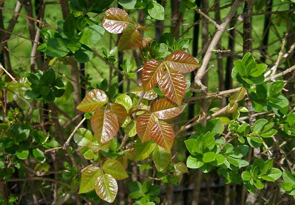 Poison ivy growing in a hedge