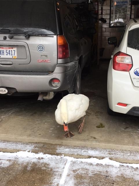 Swan standing on concrete near two vehicles in an open garage