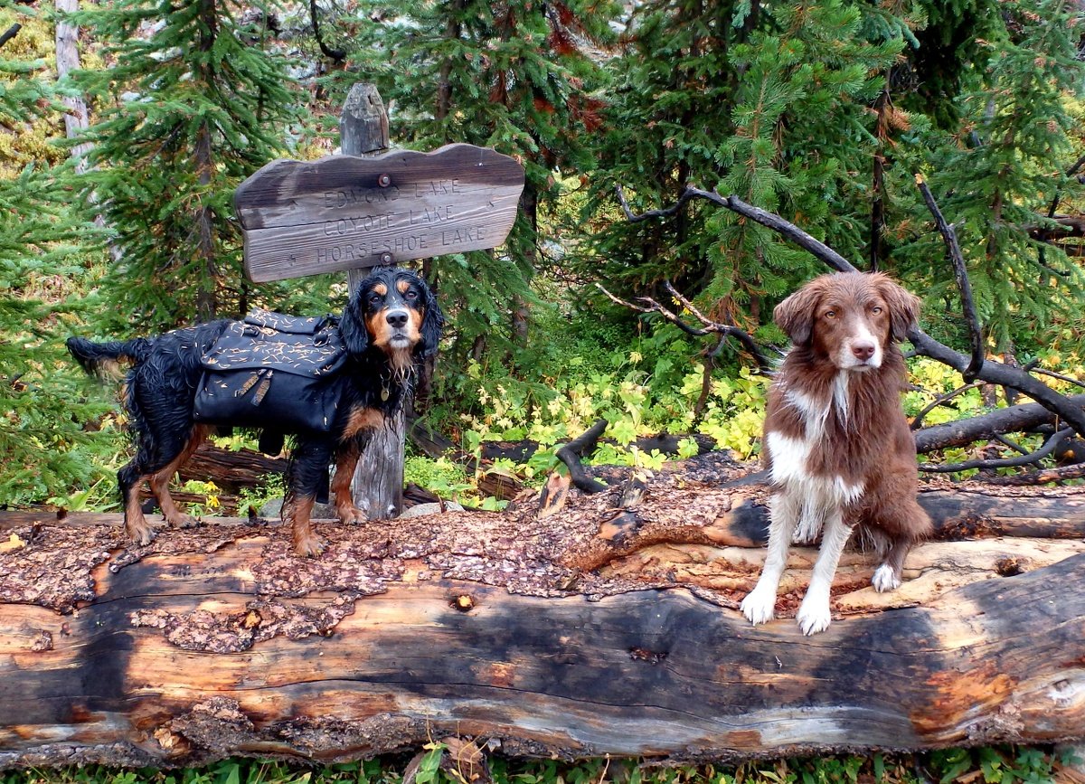 Two dogs standing on a large fallen log near a trail sign in the woods