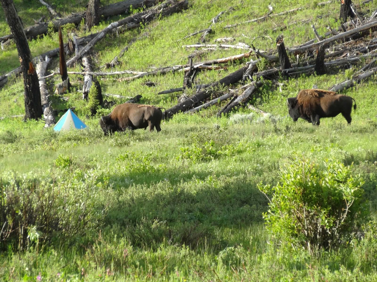 Two bison investigate a NOLS camp