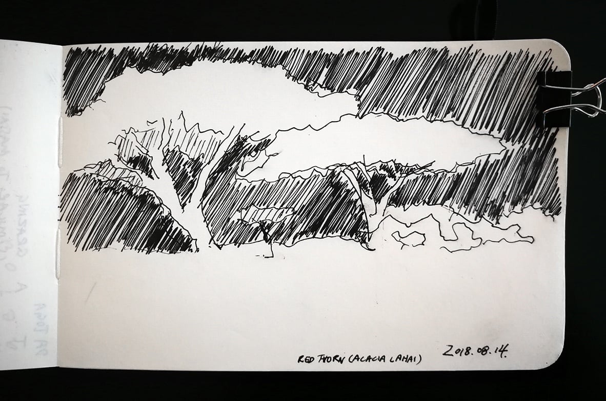 black and white sketch of red thorn acacia trees
