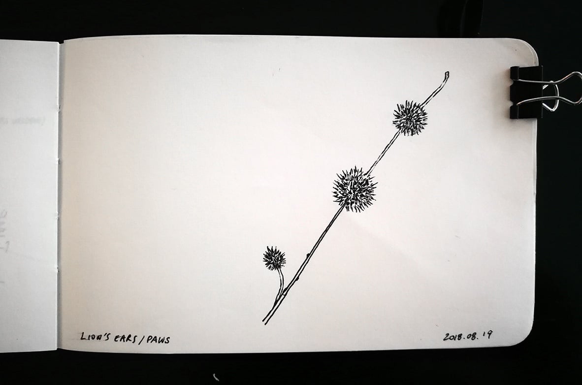 Lion's ears plant sketch