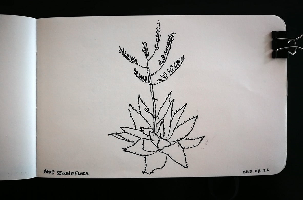 Aloe secundiflora sketch