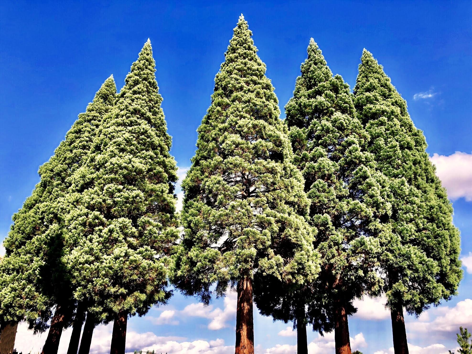 Several large conifer trees stand in the Pacific Northwest, near the WRMC conference