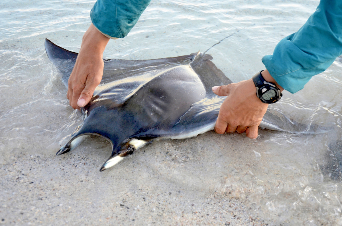 Young manta ray