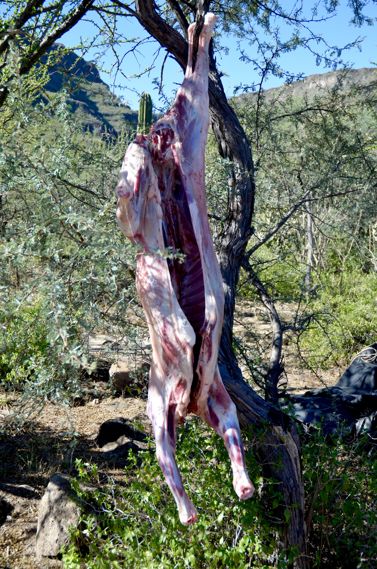 bloody skinned goat hanging from a tree in Baja