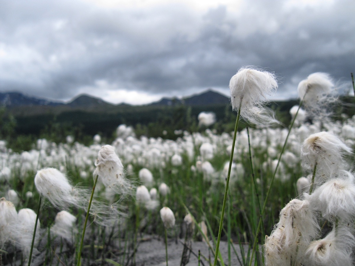 puffs of white fiber on the heads of plants blowing in the breeze