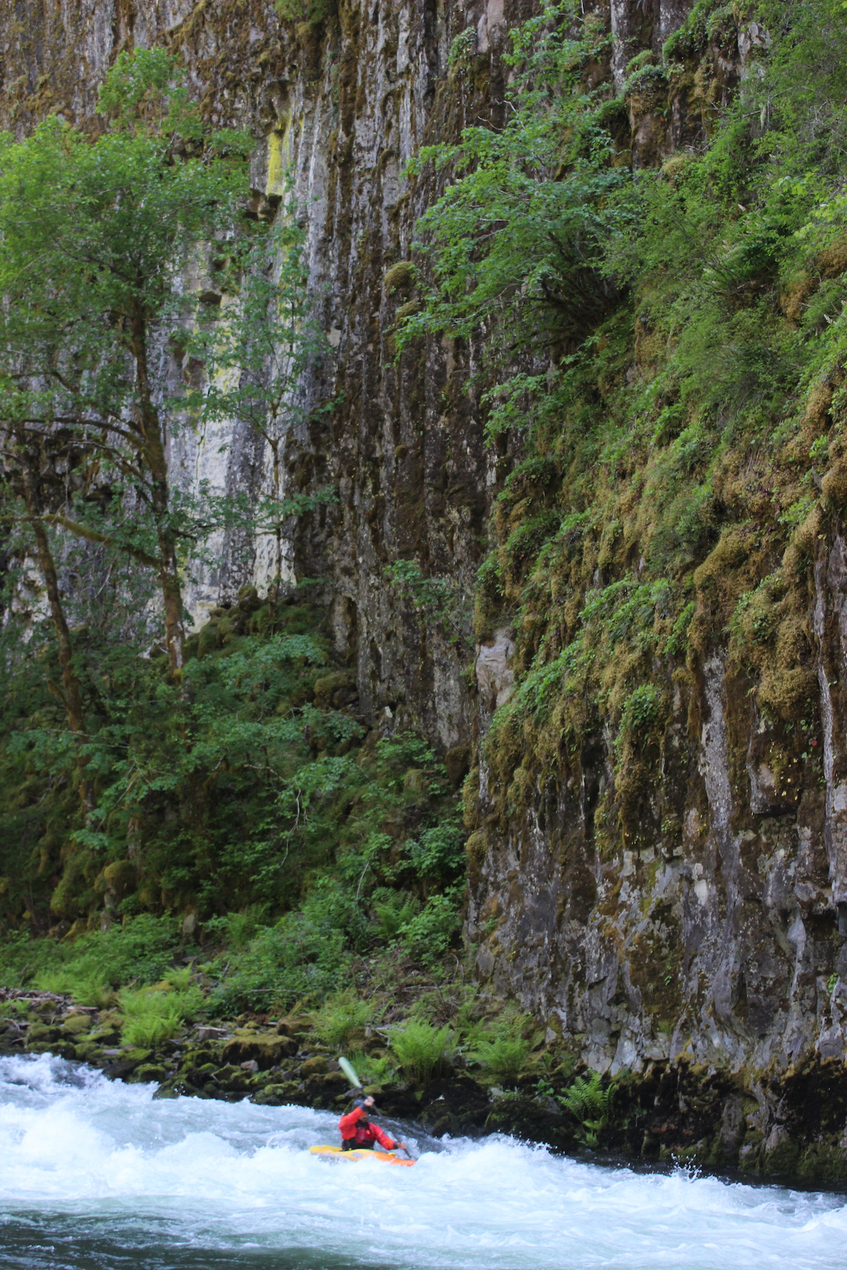 Kayaker paddles through a rapid past a sheer rock face decorated with green vegetation