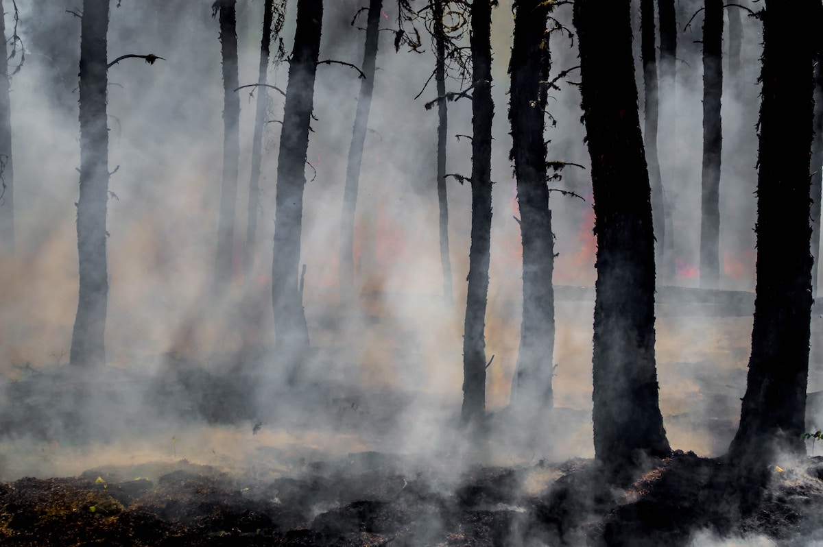 blackened trees and scorched earth with smoke rising from a wildfire