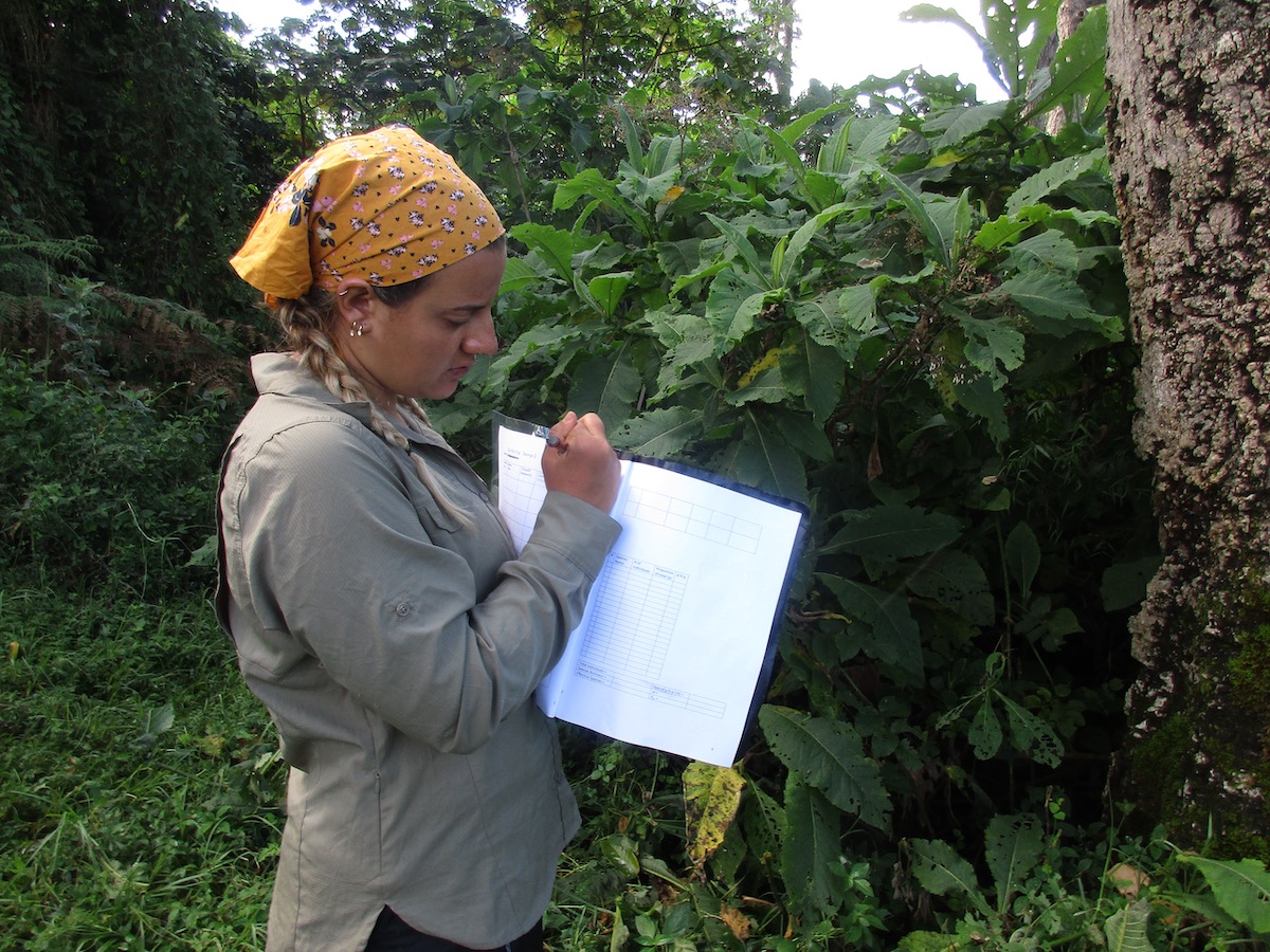 NOLS student wearing yellow bandana records data in the rainforest on the slopes of Mt Kilimanjaro