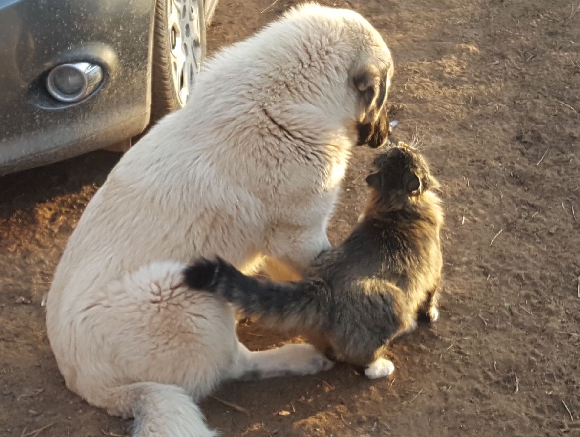 fluffy cat touches noses with large whitish dog sitting on dirt