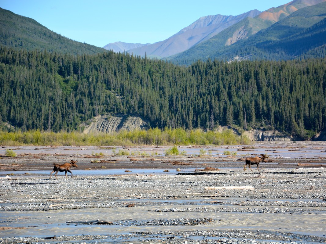 Moose on a gravel river with forest and mountains in the background