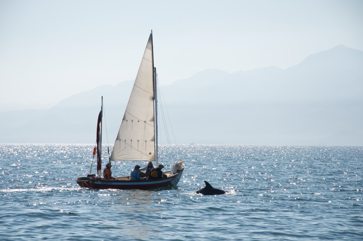 People sailing a Drascombe Longboat with a dolphin jumping from the water