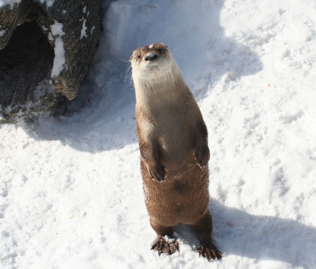 River otter