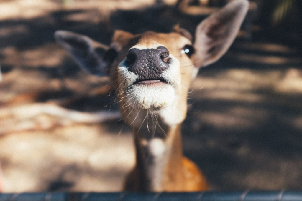 Deer friends