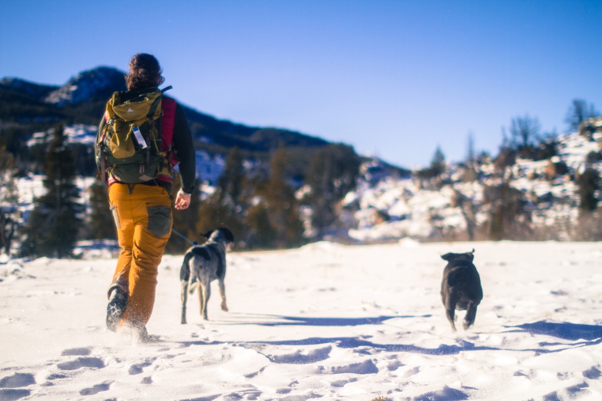 Hiking in the snow with dogs