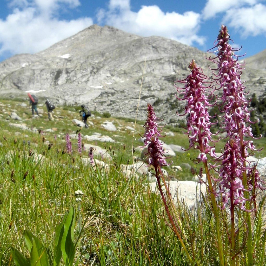 Wildflowers in the Rocky Mountains