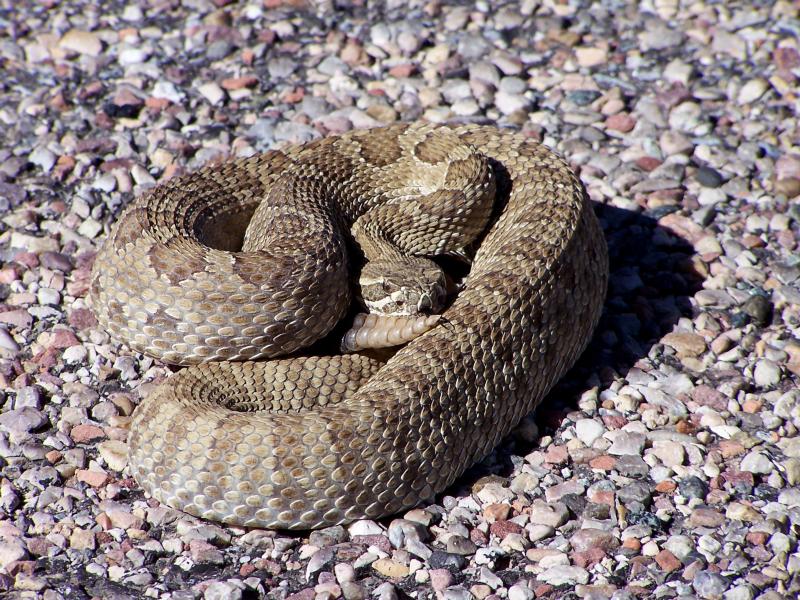 Rattlesnake