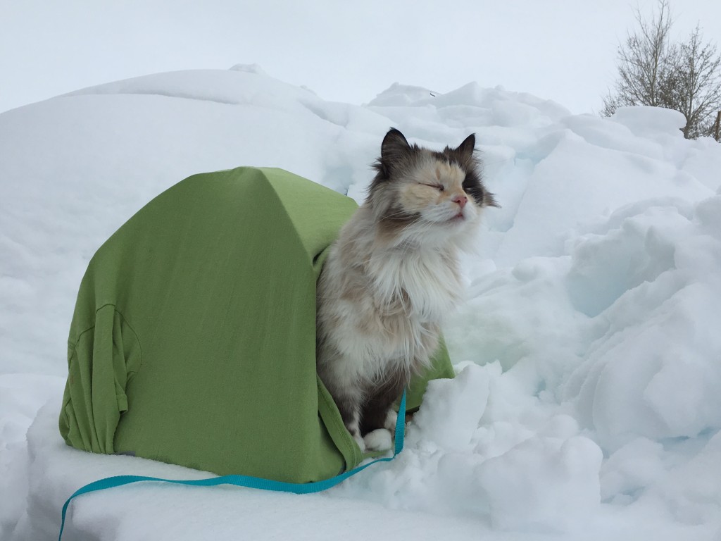 Cat Tent