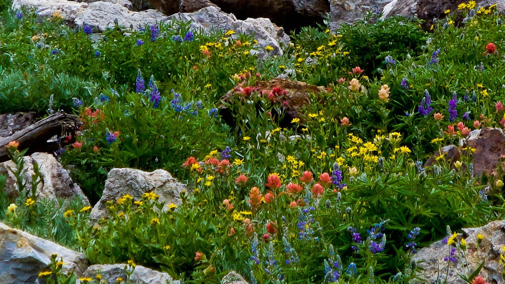 Wildflowers