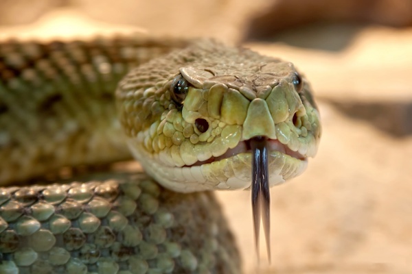 Close-up of rattlesnake